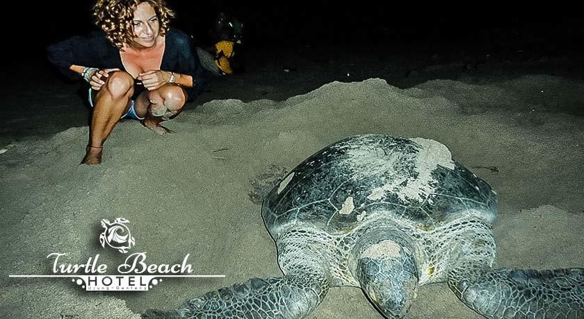 Turtle Beach Hotel Ujunggenteng Rom bilde